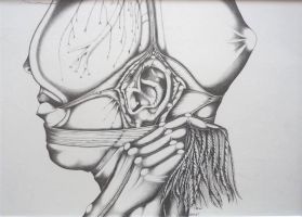 baert 46x33